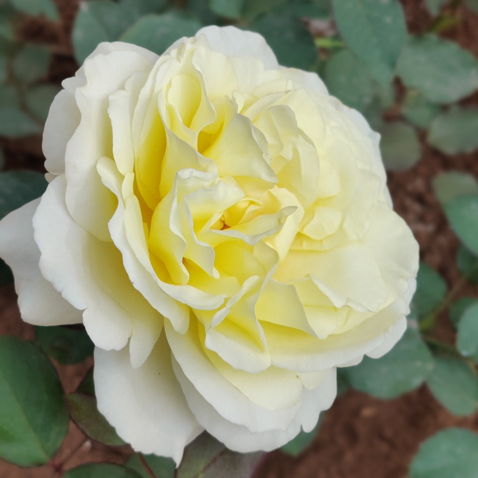 Flower,Plant,Petal,Botany,Hybrid tea rose,Rose,Garden roses,Flowering plant,Rosa × centifolia,Annual plant