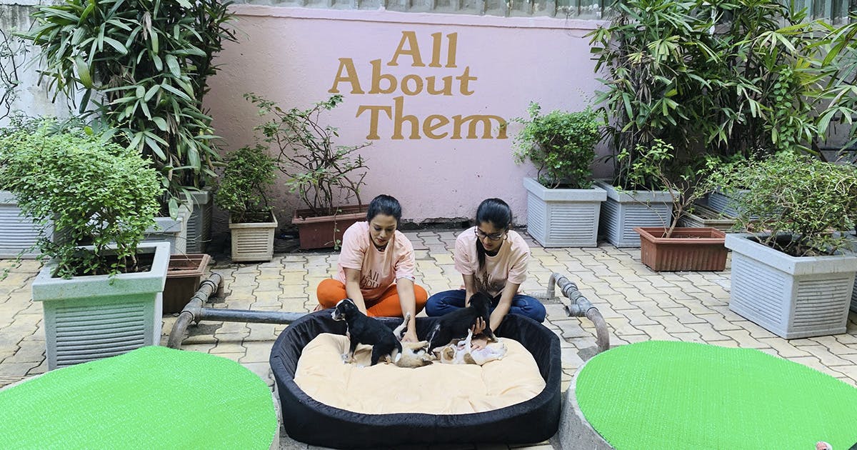Animal NGOs And Shelters In Mumbai To Support And Volunteer LBB