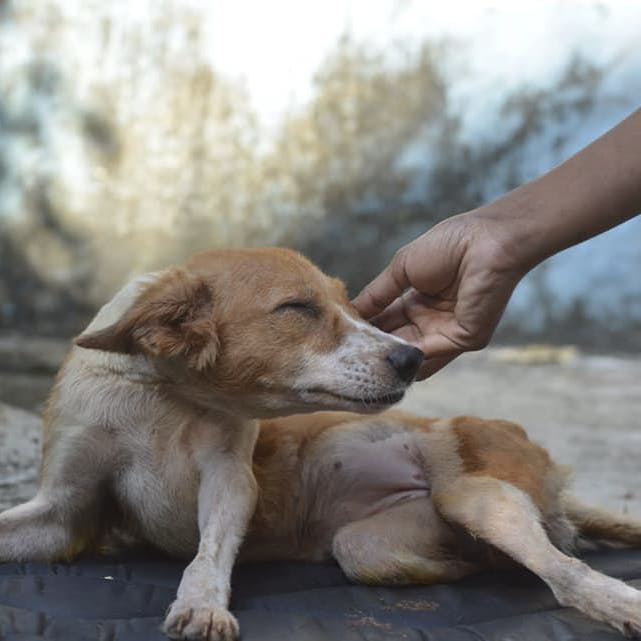 Animal NGOs And Shelters In Mumbai | LBB, Mumbai