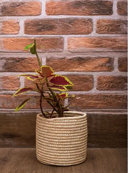 Add This Beautiful Date Palm Planter From AllThatGrass To Your Living Room
