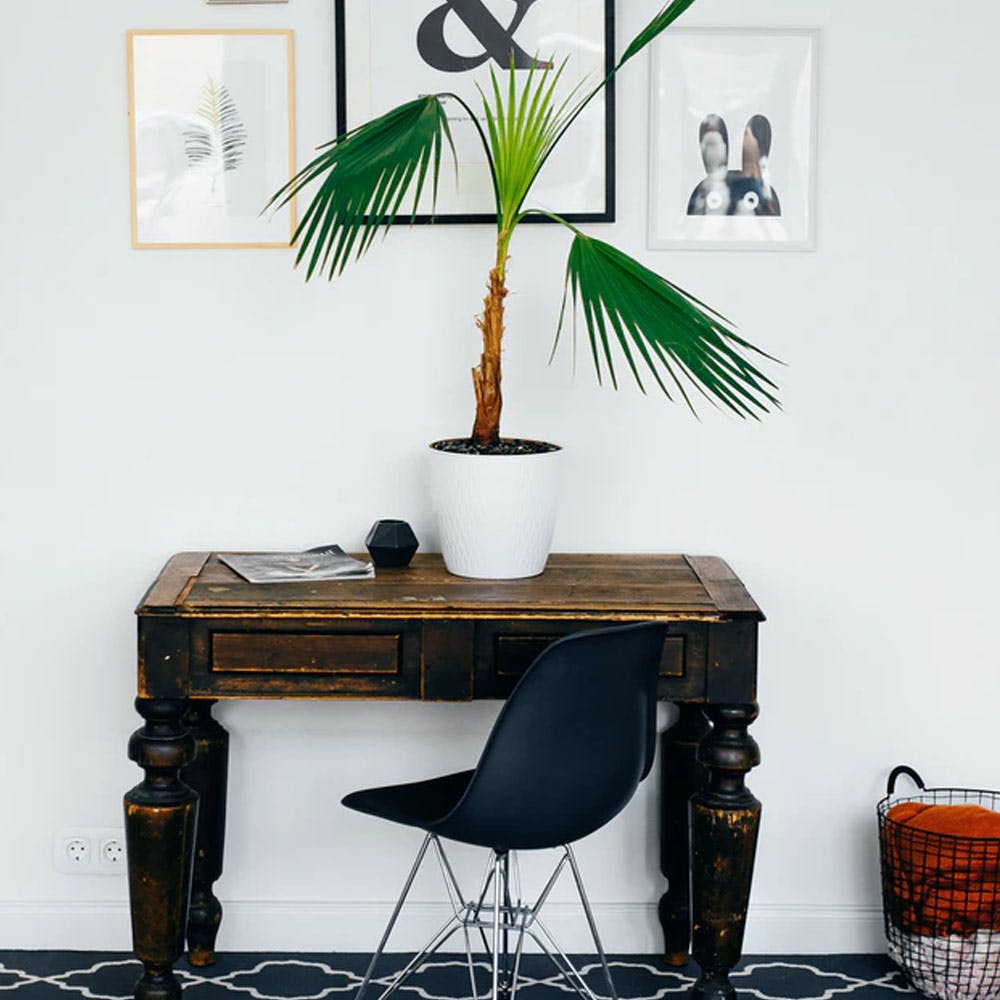 Table,Furniture,Green,Plant,Product,Rectangle,Desk,Picture frame,Branch,Interior design