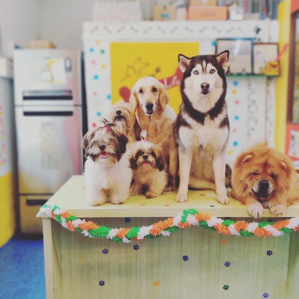 Dog café 2024 near me