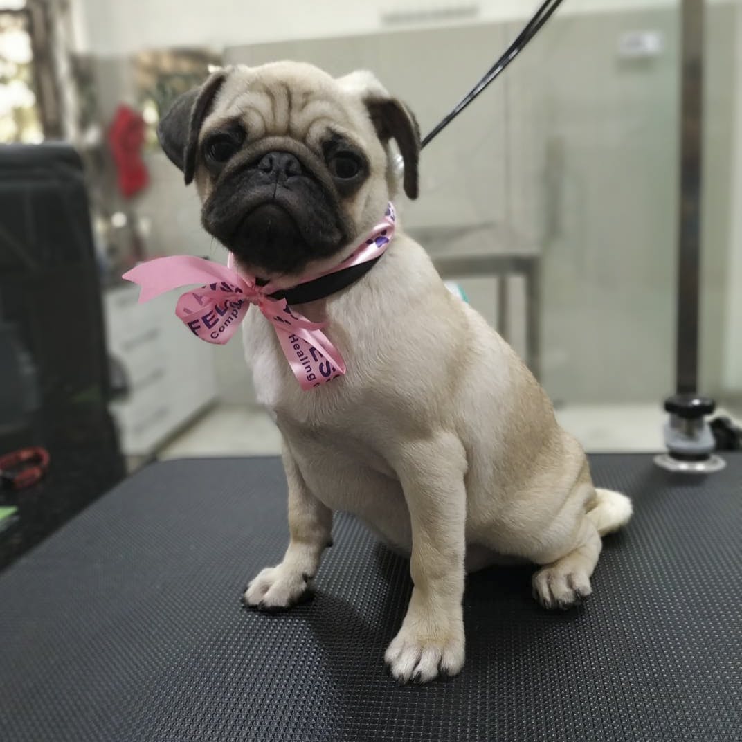 List Of Dog Grooming Parlours in Bangalore