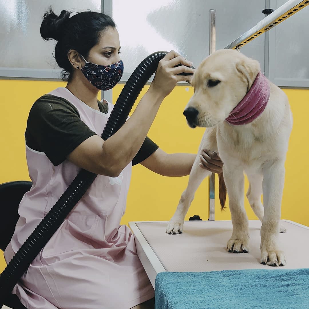 List Of Dog Grooming Parlours in Bangalore | LBB, Bangalore