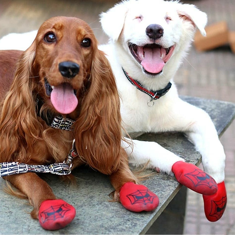 Buy Dog Shoes Online From Zoof Pets | LBB