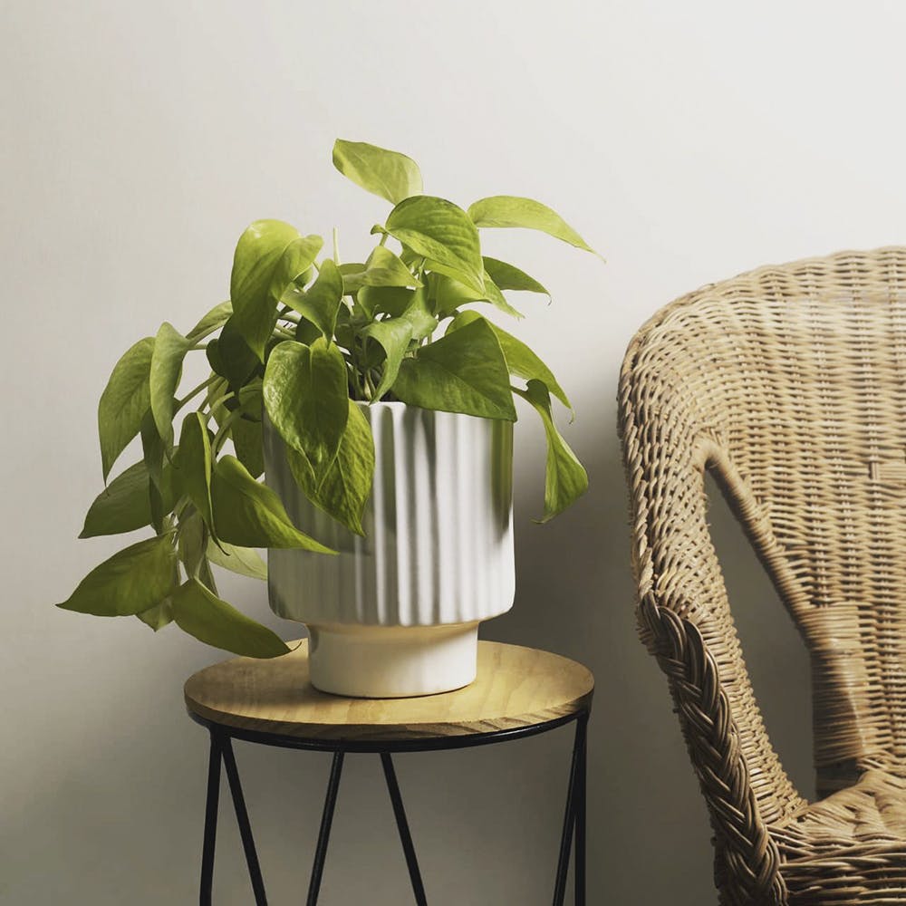 Plant,Furniture,Table,Flowerpot,Houseplant,Flower,Interior design,Comfort,Vase,Chair