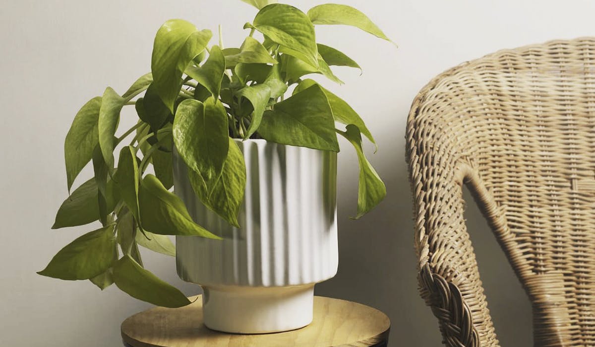 Best Ceramic Pots & Planters Brands Online LBB