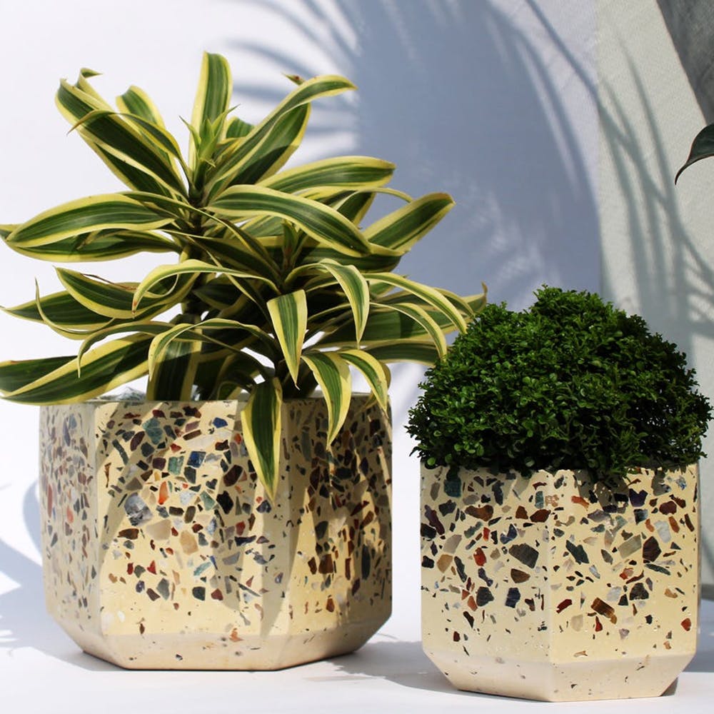 Plant,Flowerpot,Vase,Houseplant,Botany,Drinkware,Terrestrial plant,Artifact,Pottery,Grass