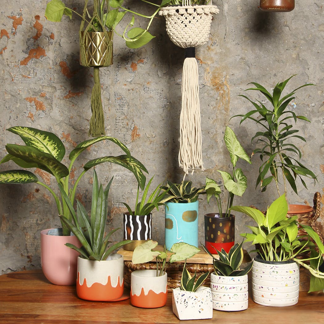 Plant,Photograph,Flowerpot,Houseplant,White,Botany,Green,Leaf,Terrestrial plant,Interior design