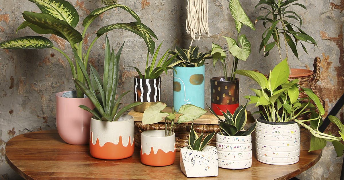 Buy Ceramic Pots And Planters Online LBB