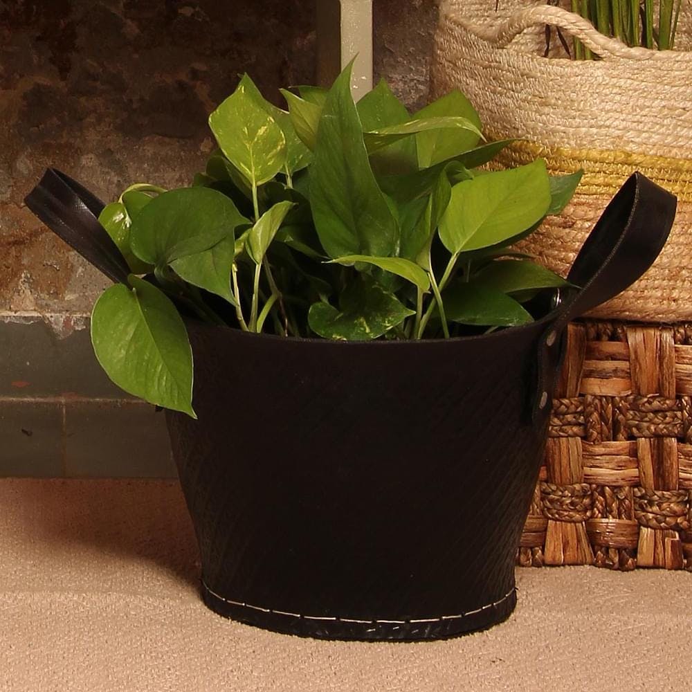 Plant,Flowerpot,Houseplant,Terrestrial plant,Herbaceous plant,Flowering plant,Annual plant,Pottery,Grass,Soil
