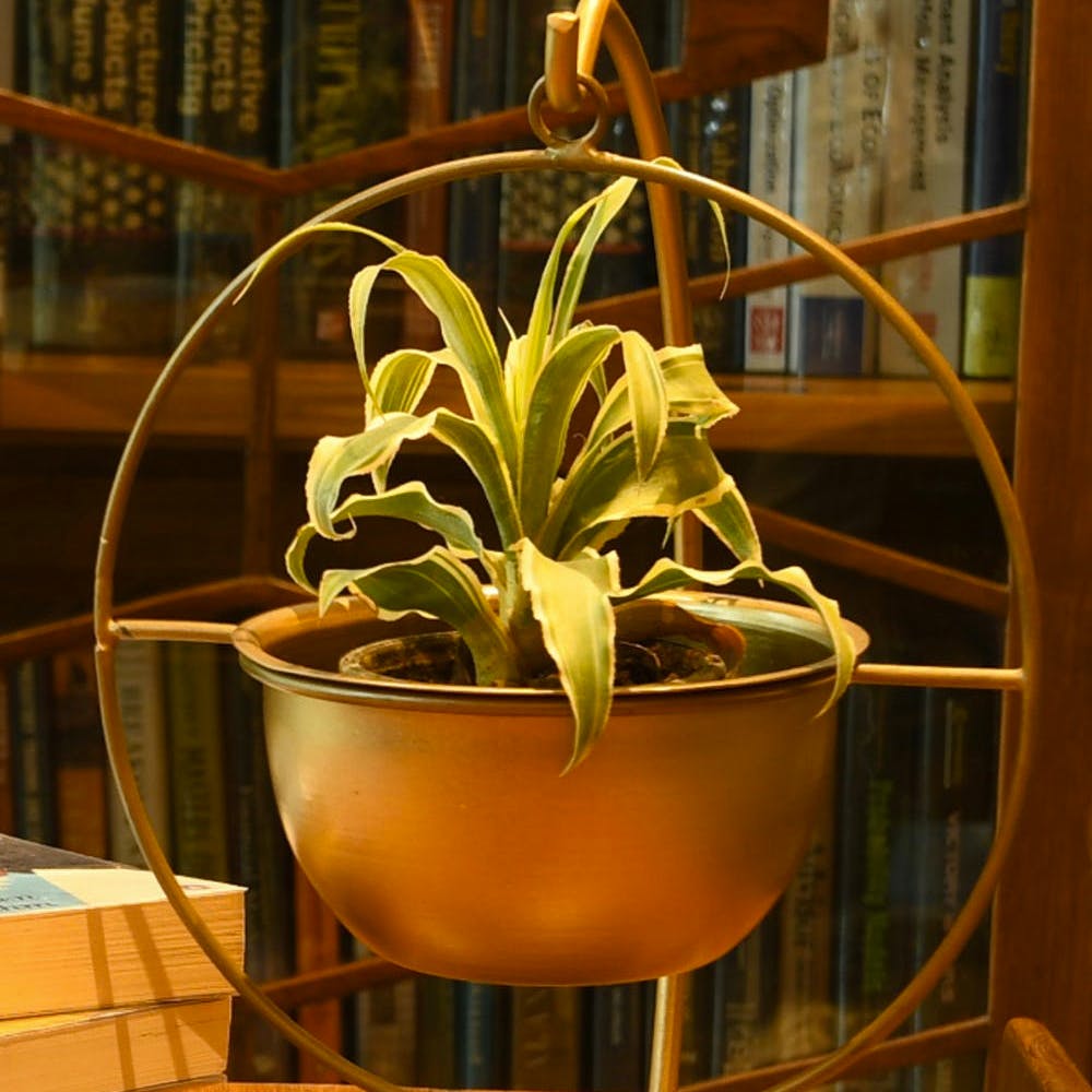 Flowerpot,Plant,Houseplant,Terrestrial plant,Flowering plant,Grass,Vase,Floristry,Room,Glass