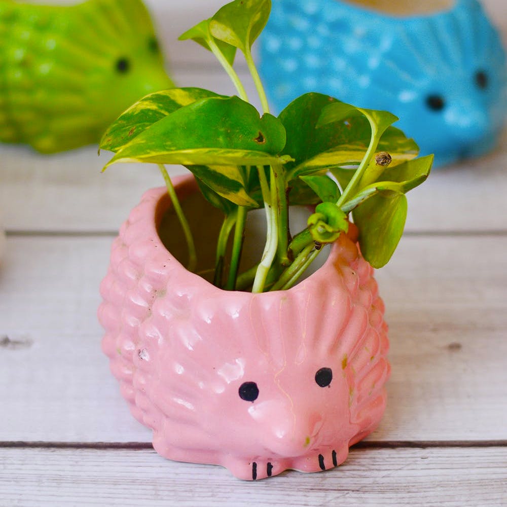 Hedgehog Garden Pot