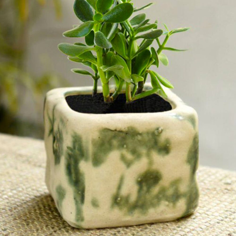 Off White and Green Square Shaped Ceramic Planter