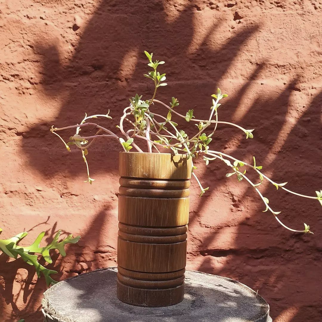Plant,Photograph,Light,Leaf,Botany,Flowerpot,Wood,Wall,Grass,Tints and shades