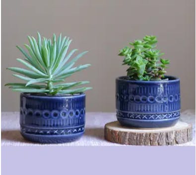 Allium Planter Set