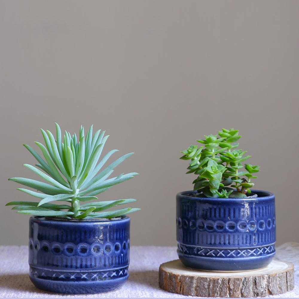Set of 2 - Allium Planter Set