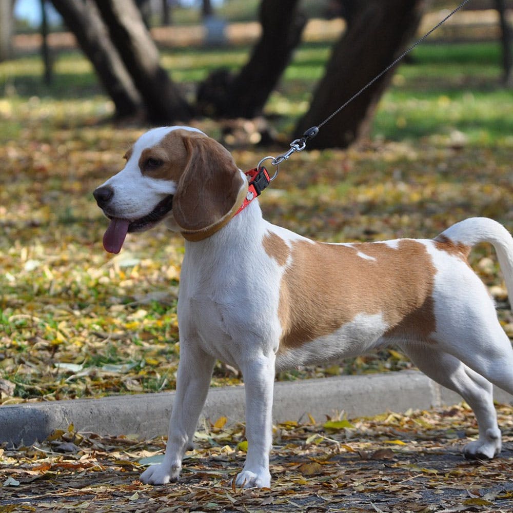 Dog,Collar,Dog breed,Carnivore,Scent hound,Fawn,Companion dog,Snout,Hound,Plant