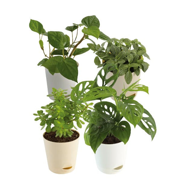 Indoor Plant Bundle