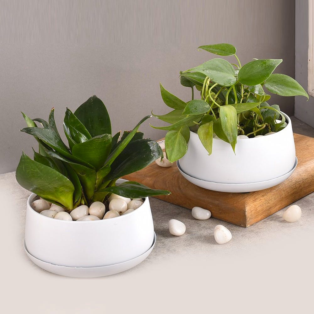 Solid Metal Planter Pot With Drain Plate