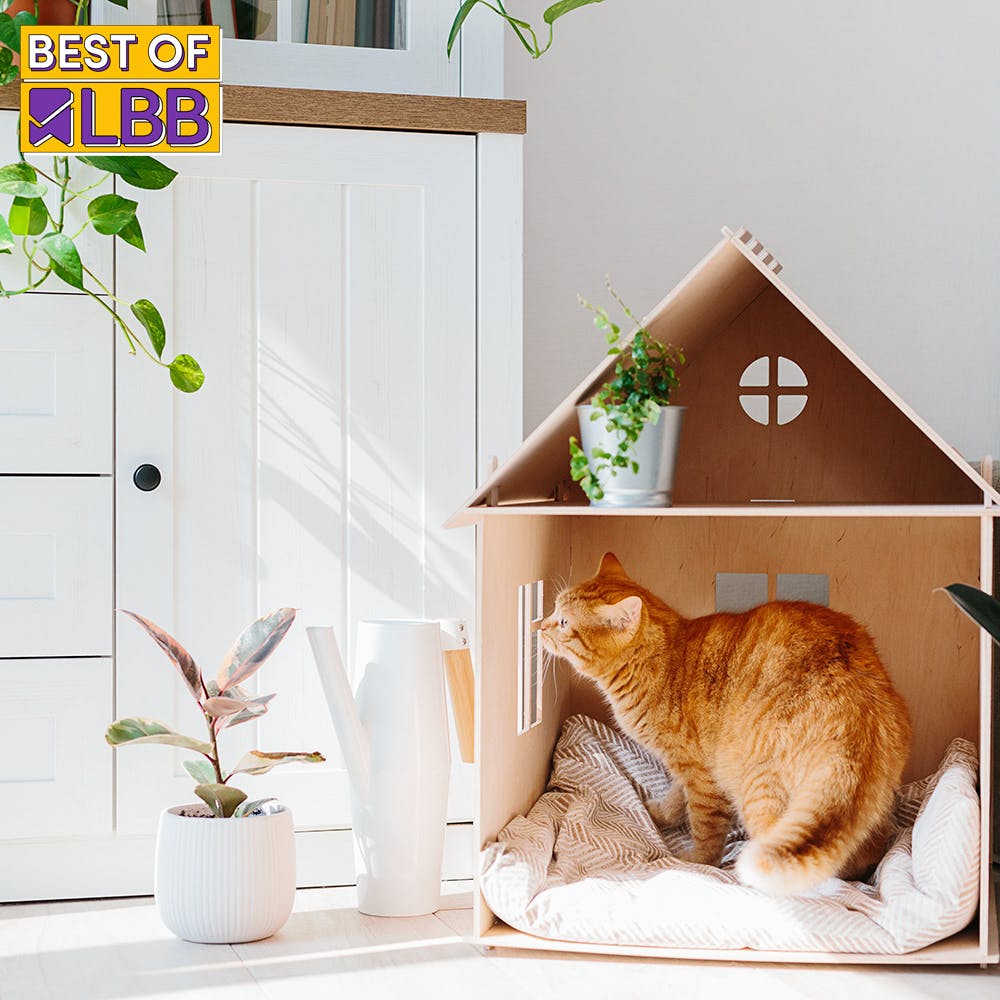 Woofmark This: 7 Pet-Friendly Home Decor Ideas To Create A Purrrfect Space