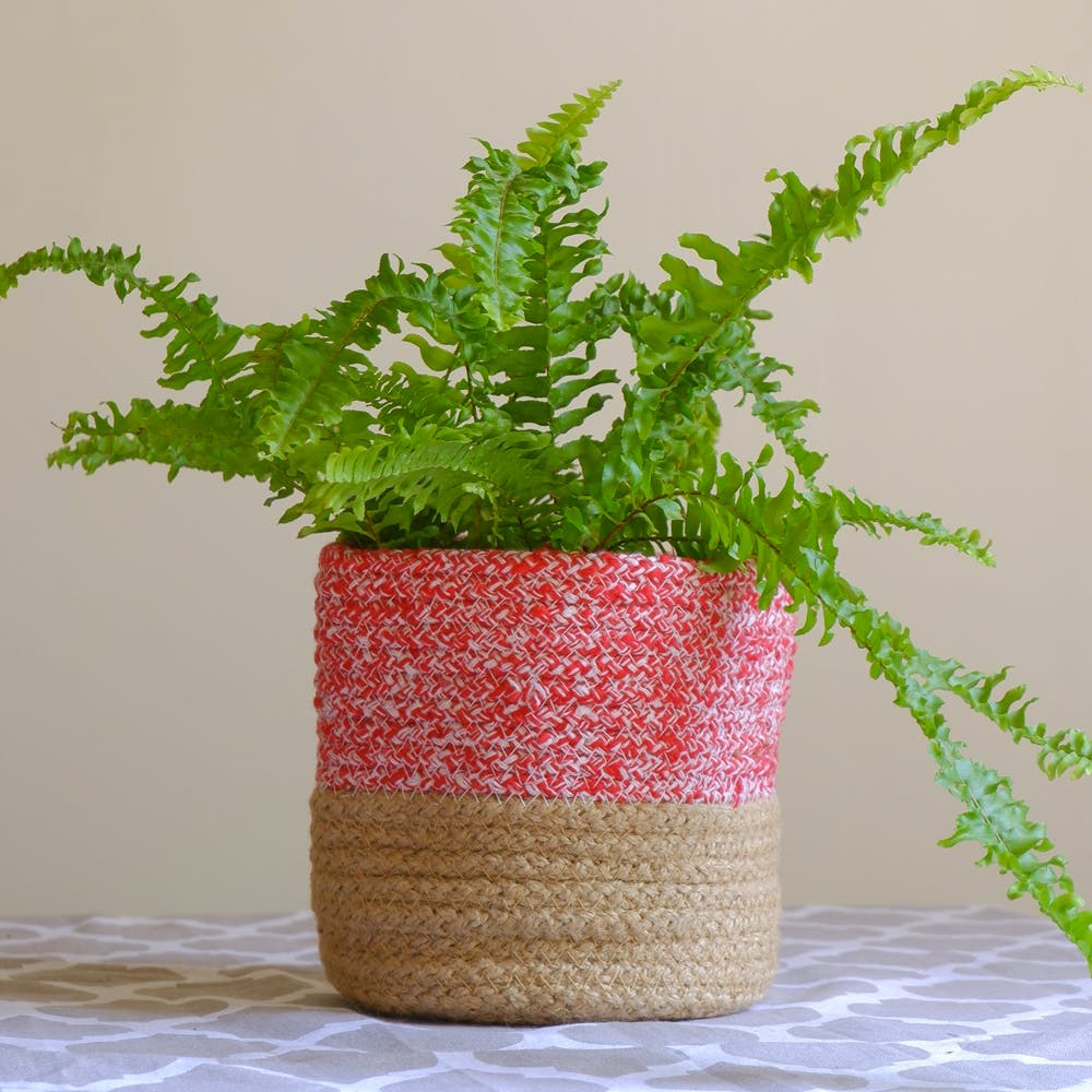 Plant,Houseplant,Flowerpot,Vase,Branch,Twig,Terrestrial plant,Grass,Evergreen,Basket