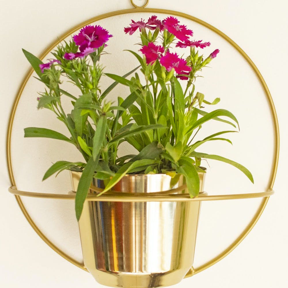 Flower,Plant,Houseplant,Flowerpot,Vase,Petal,Terrestrial plant,Flower Arranging,Flowering plant,Art