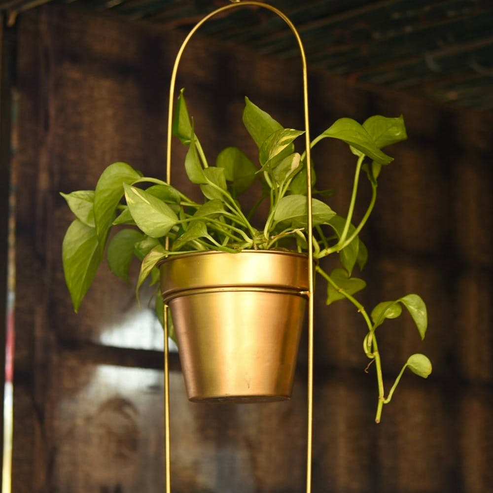 Capsule Oval Shaped Metal Hanging Planter in Gold