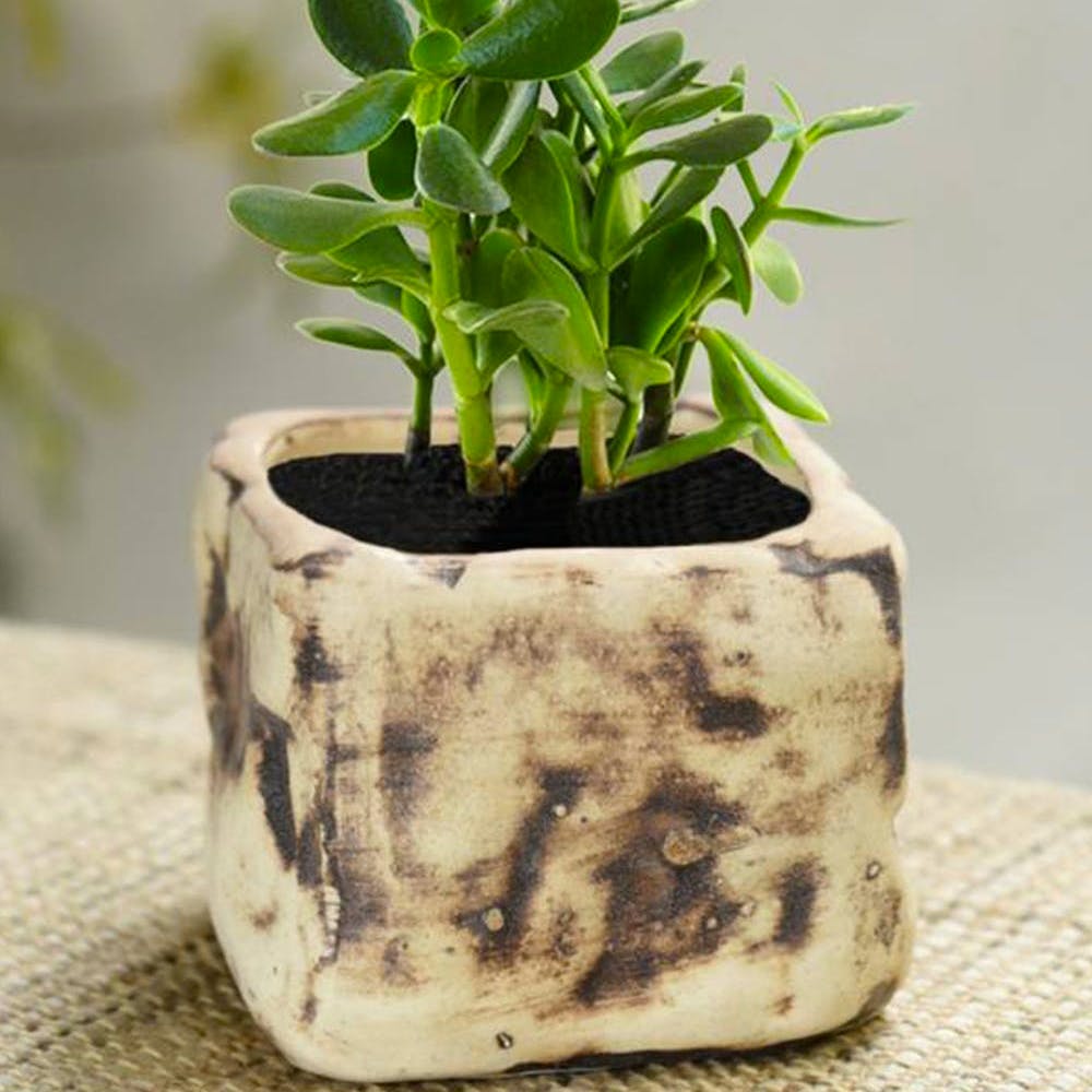 Off White and Brown Square Shaped Ceramic Planter