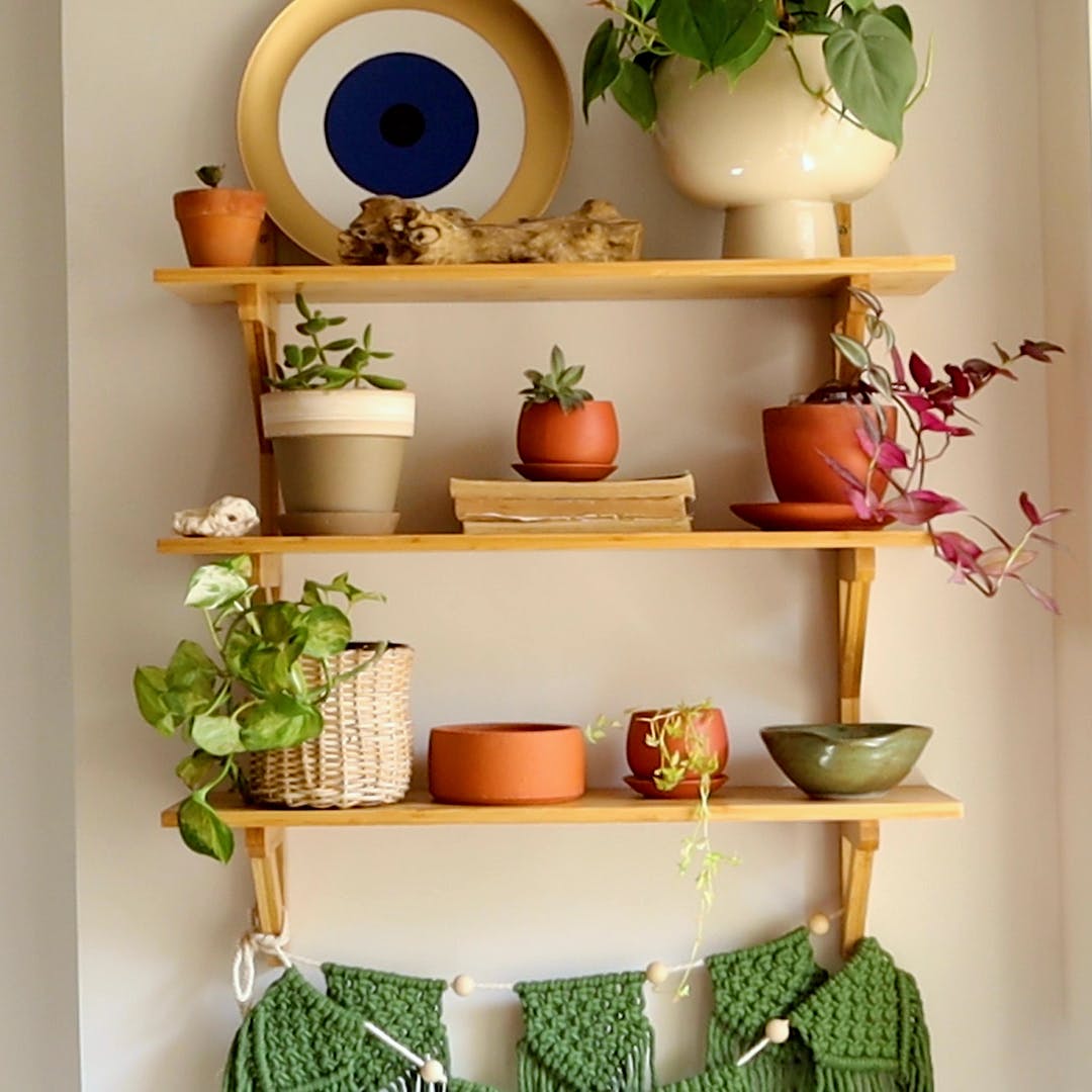 Plant,Green,Property,Shelf,Blue,Flowerpot,Dishware,Shelving,Interior design,Tableware