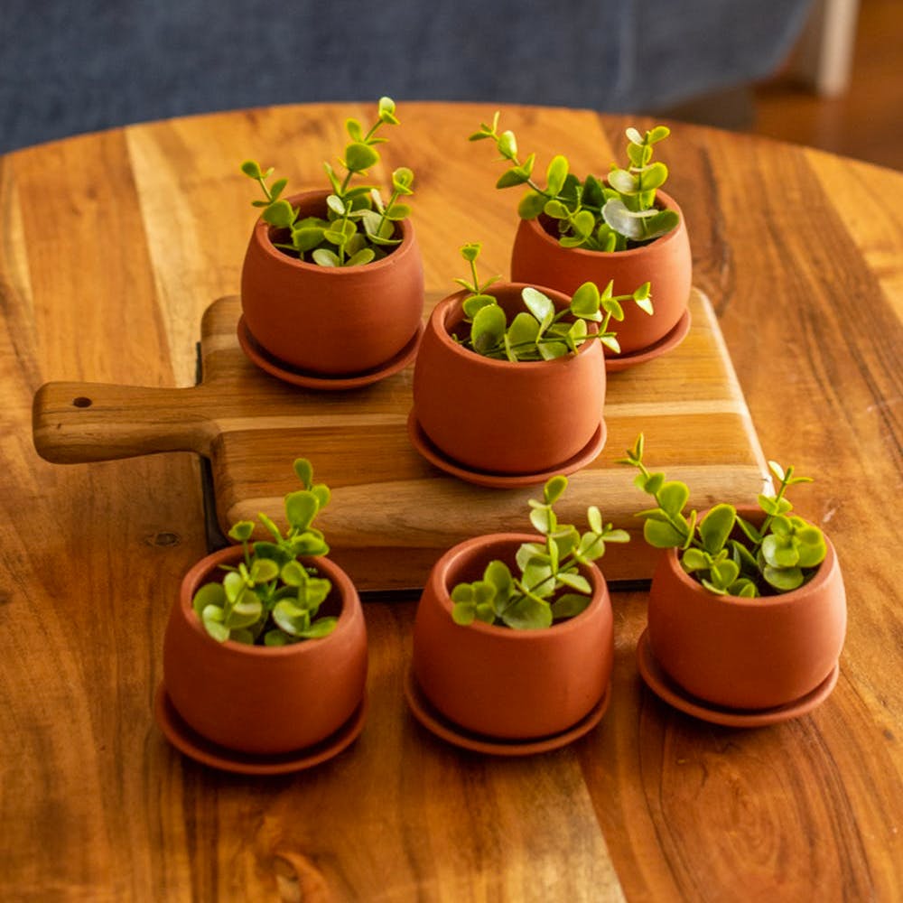 Succulent Pots - Set of 6