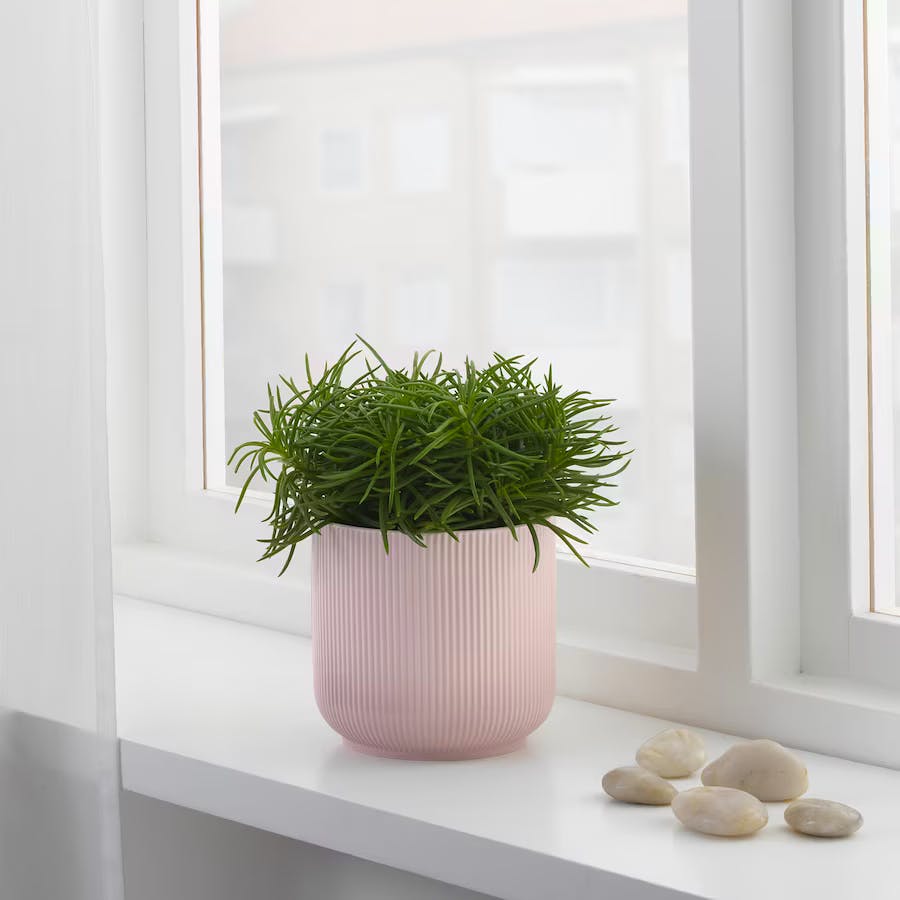 Plant pot, pink