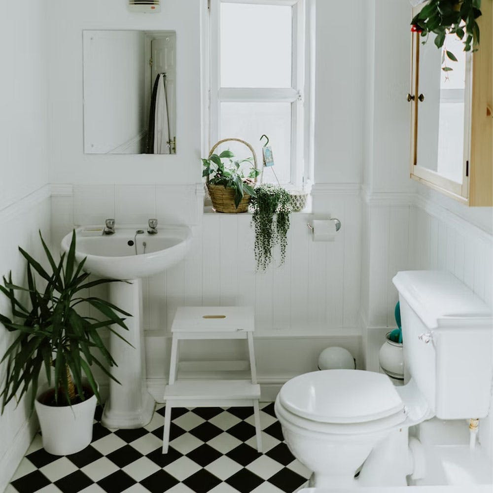 Mirror,Tap,Plant,Plumbing fixture,Bathroom sink,Sink,Property,Green,White,Bathroom