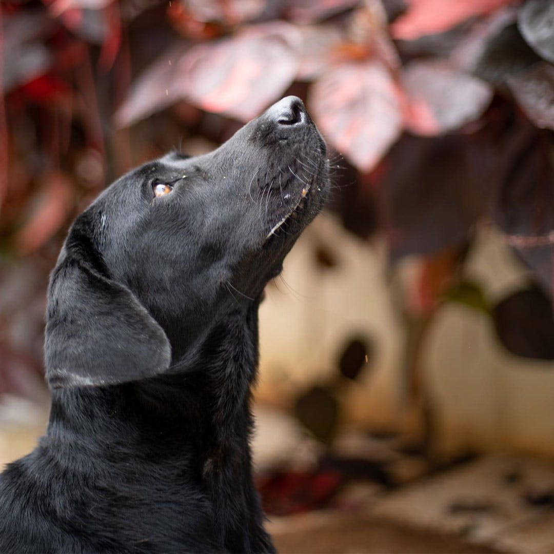 Adopt Pets From Second Chance Sanctuary | LBB, Bangalore Adopt Pets From Second Chance Sanctuary | LBB, Bangalore