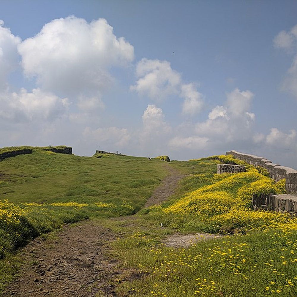 Flower,Sky,Cloud,Plant,Plant community,Natural landscape,People in nature,Grass,Agriculture,Cumulus