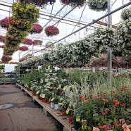 Top 16 Plant Nurseries In Hyderabad For Your Gardening Needs LBB