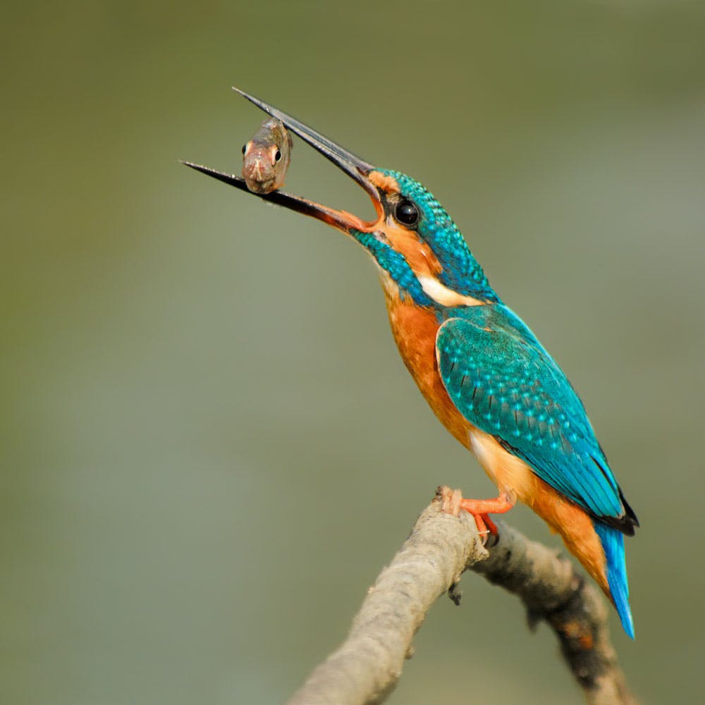 Bird,Beak,Feather,Twig,Electric blue,Wildlife,Piciformes,Macro photography,Perching bird,Wing