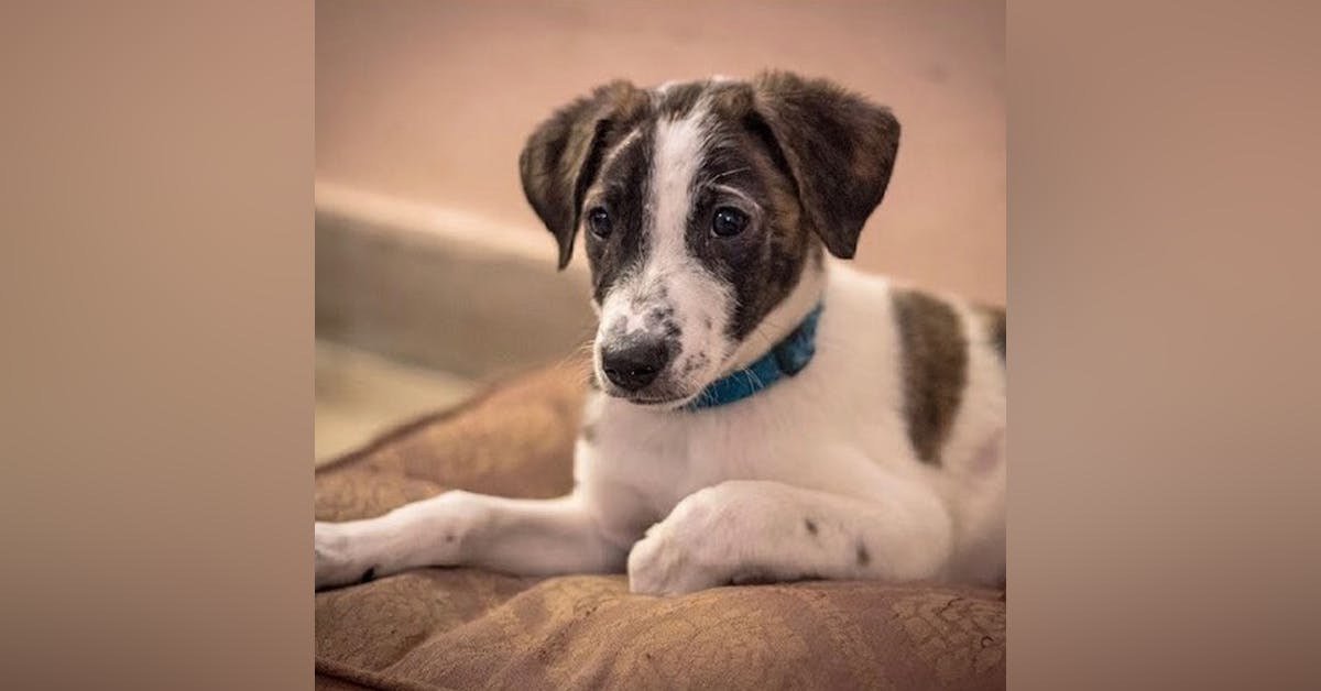 Top Animal Shelters In Hyderabad | LBB, Hyderabad