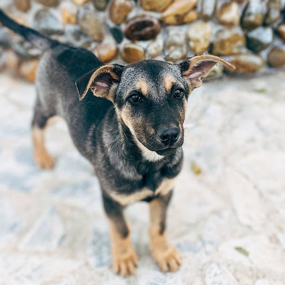 Top Animal Shelters In Hyderabad | LBB, Hyderabad Top Animal Shelters In Hyderabad | LBB, Hyderabad