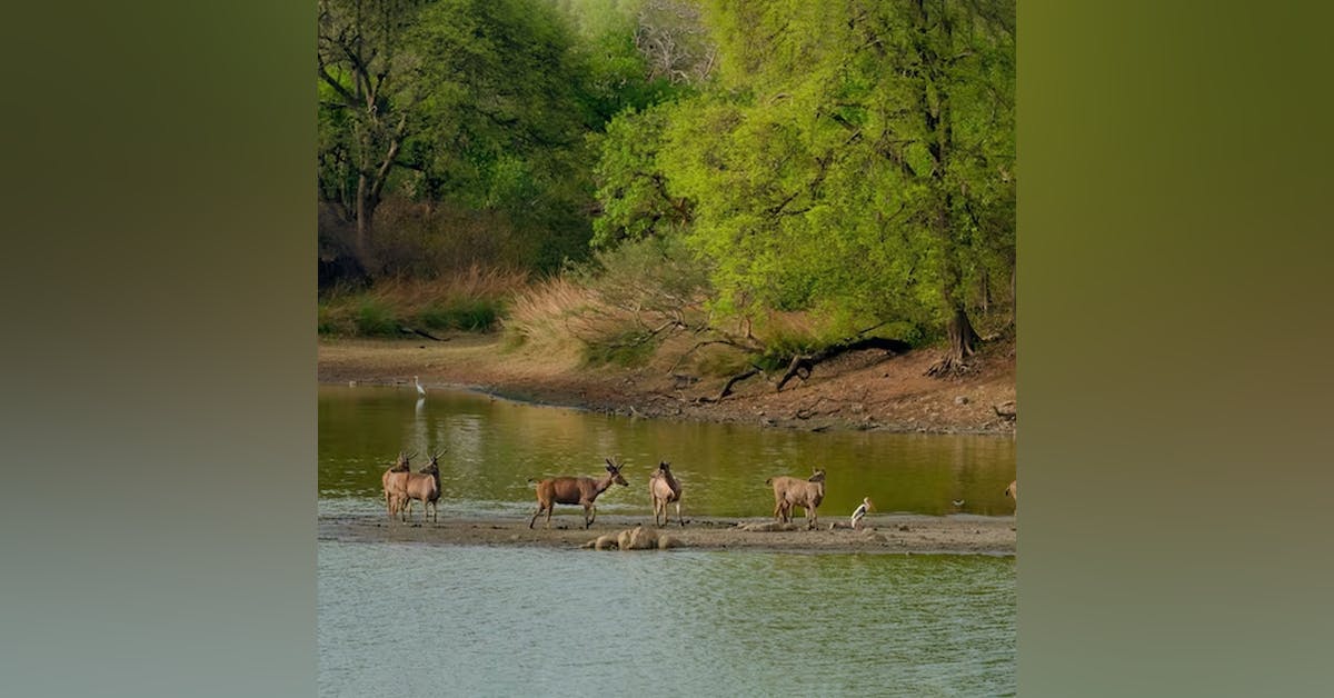 The Ultimate Guide To Cotigao Wildlife Sanctuary LBB Goa the-ultimate-guide-to-cotigao-wildlife-sanctuary-lbb-goa