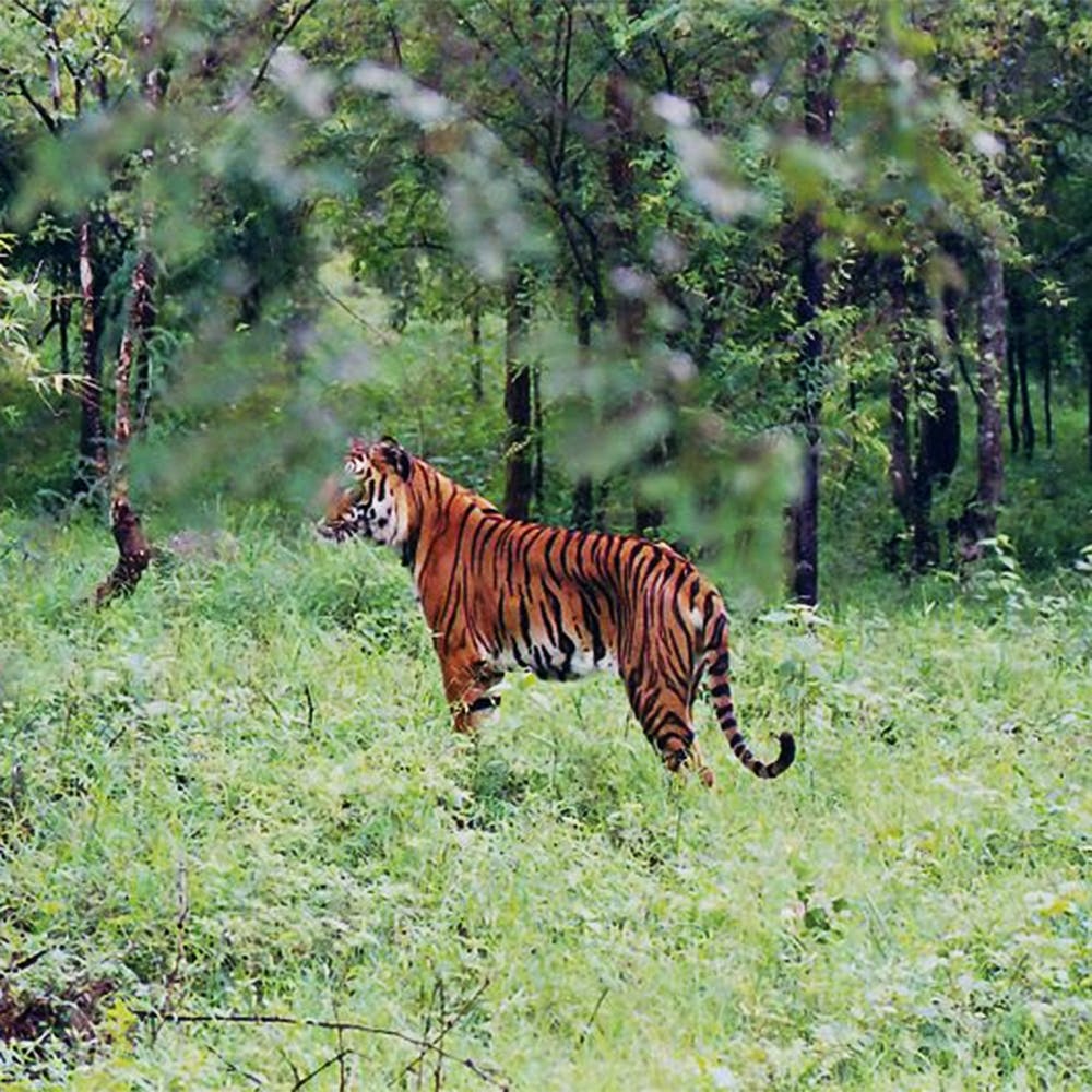 Plant,Bengal tiger,Plant community,Siberian tiger,Felidae,Tiger,Carnivore,Big cats,Tree,Natural landscape