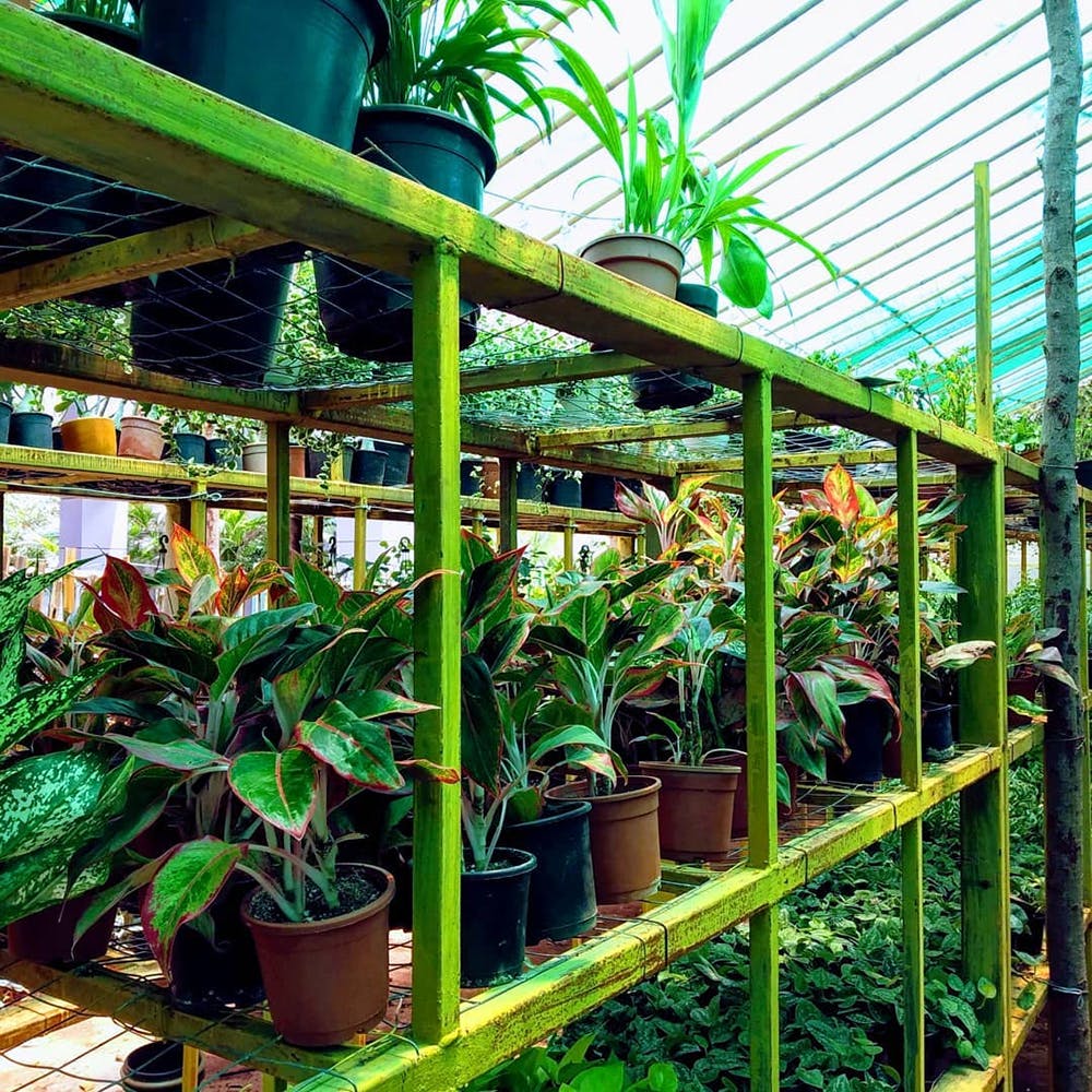indoor plants nursery in mumbai