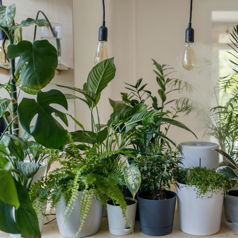 Plant,Flowerpot,Houseplant,Green,Flower,Blue,Botany,Interior design,Vase,Terrestrial plant