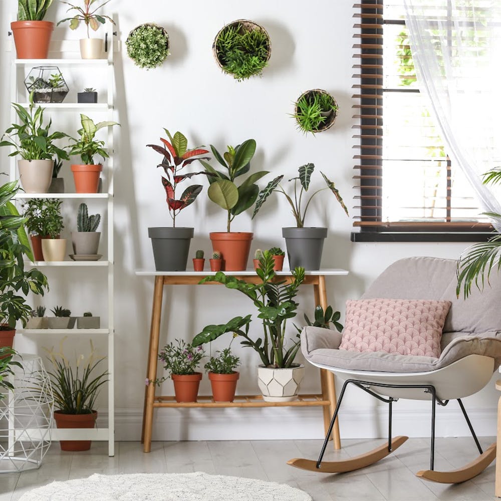 Plant,Furniture,Property,Flowerpot,Houseplant,Green,Interior design,Window,Architecture,Comfort
