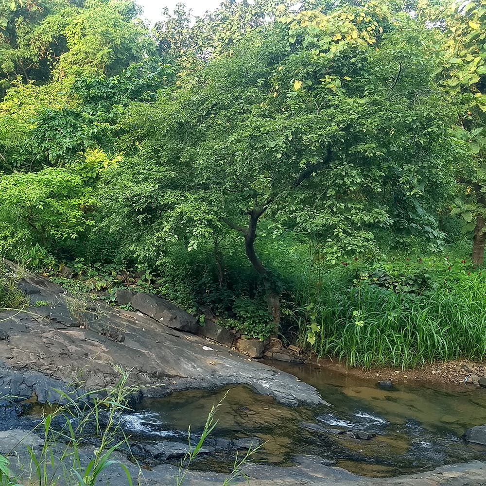 Plant,Water,Fluvial landforms of streams,Branch,Natural landscape,Tree,Watercourse,Grass,Woody plant,Groundcover