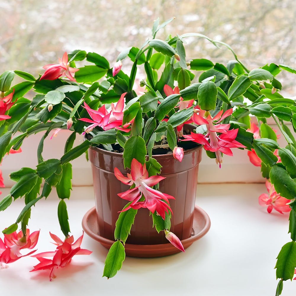 Christmas Cactus Red