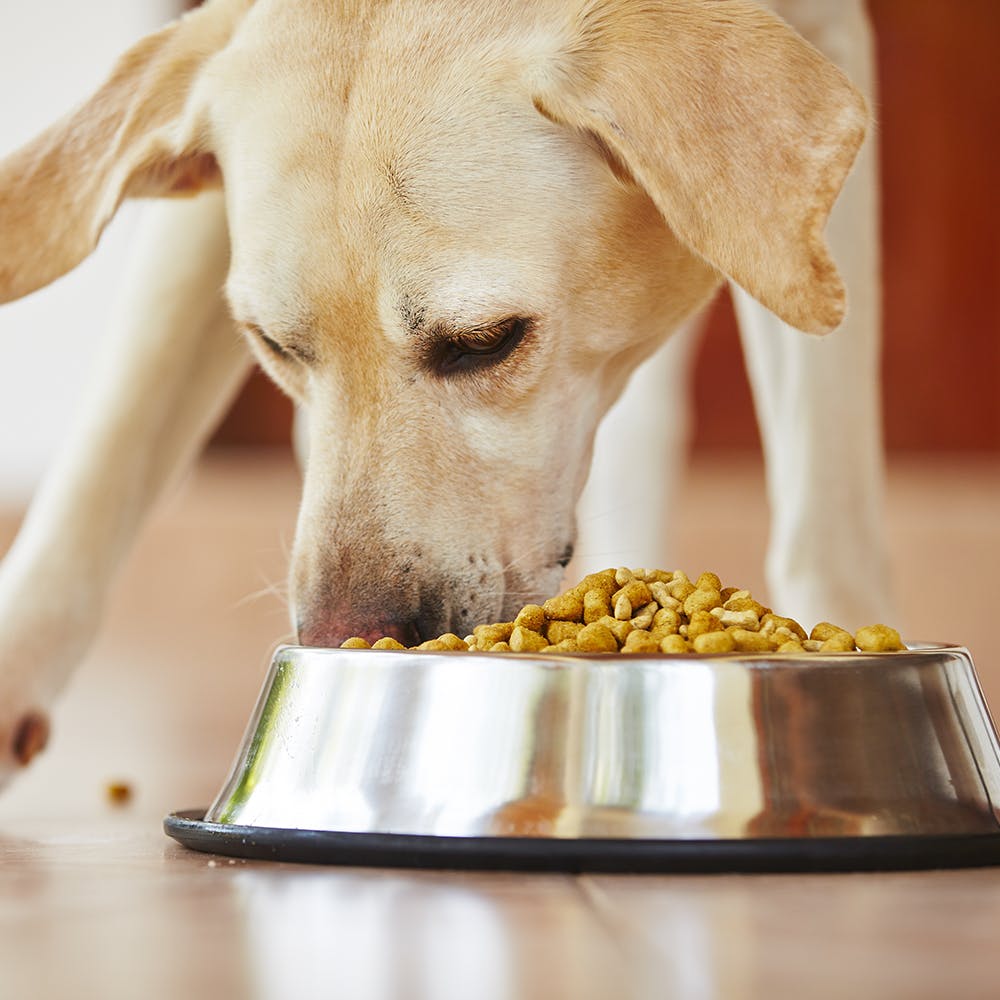 7 Best Dog Food Options For A Happy And Healthy Dog LBB