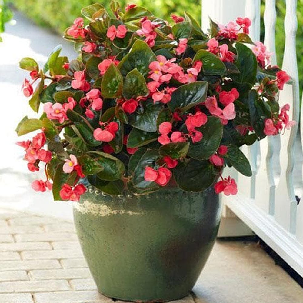 Begonia (Any Color) - Plant