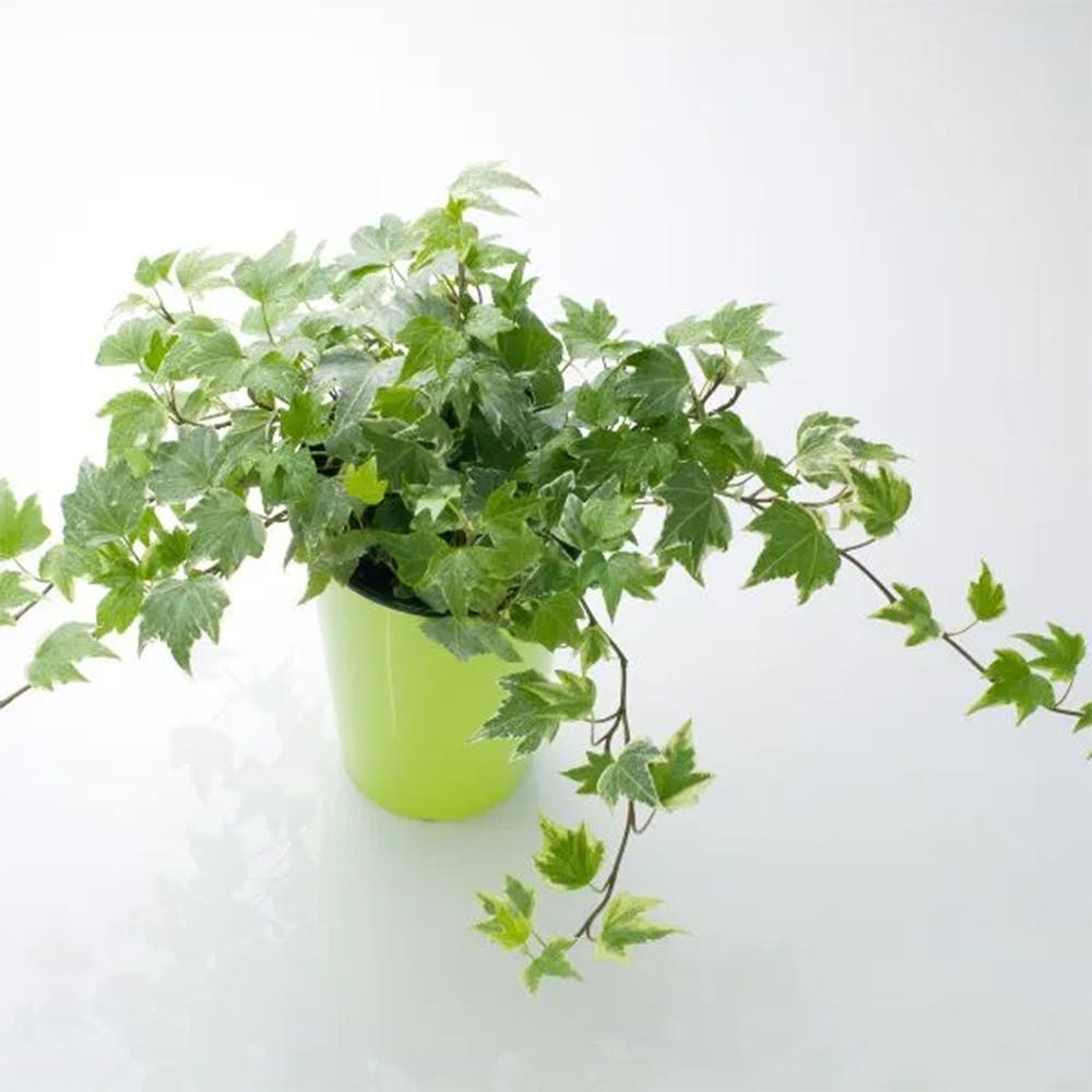 English Ivy Plant Sapling (1pc)