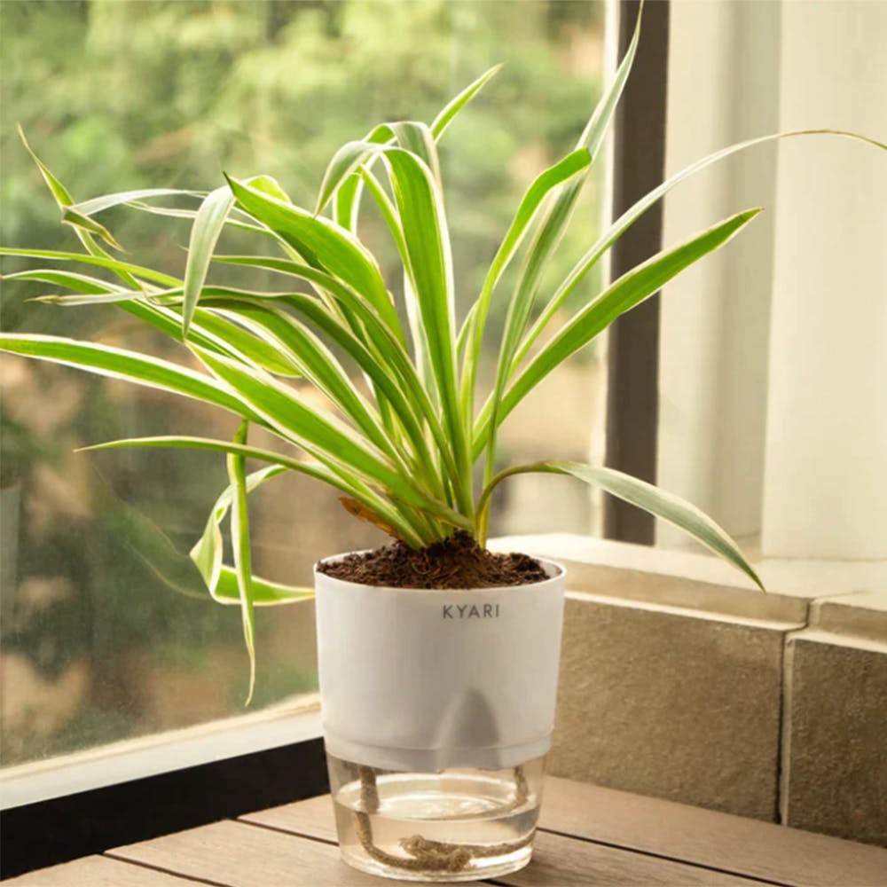 Spider Plant With Self Watering Pot